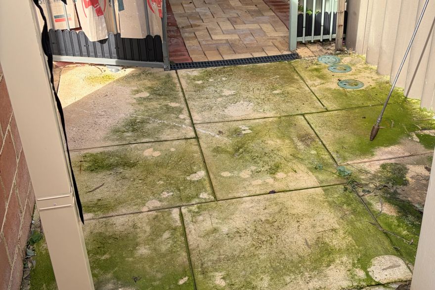 Green moss removed: before