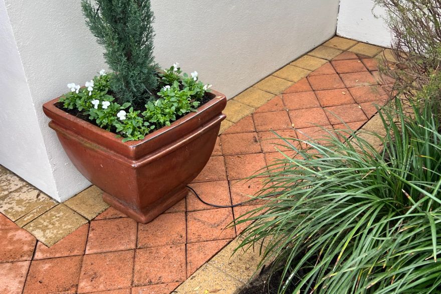 Before and after cleaning on brick pavers: after