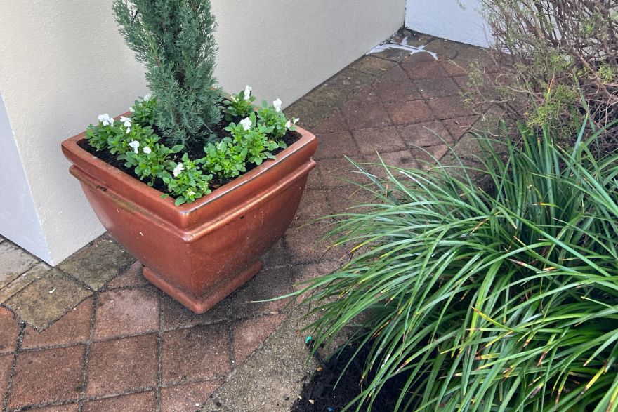 Before and after cleaning on brick pavers: before