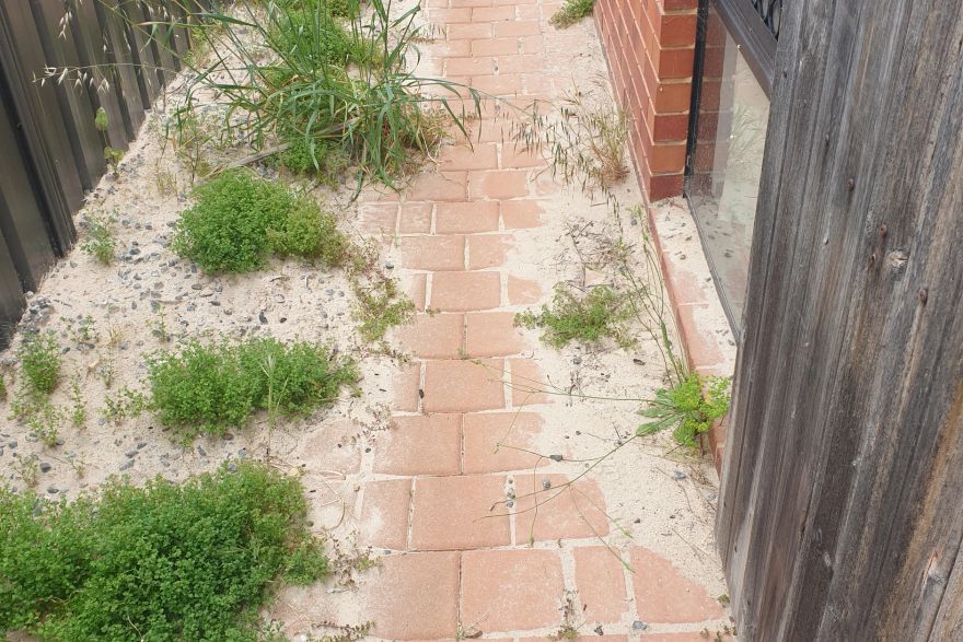 Before and after cleaning on brick pavers: before