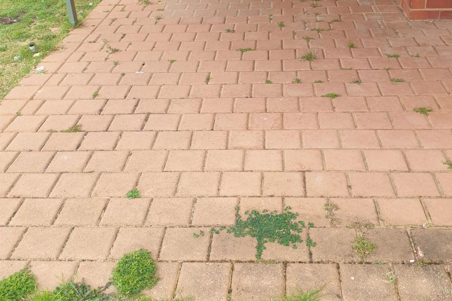 Before and after cleaning on brick pavers: before