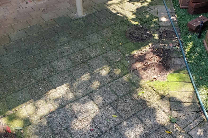 Before and after cleaning on brick pavers: before