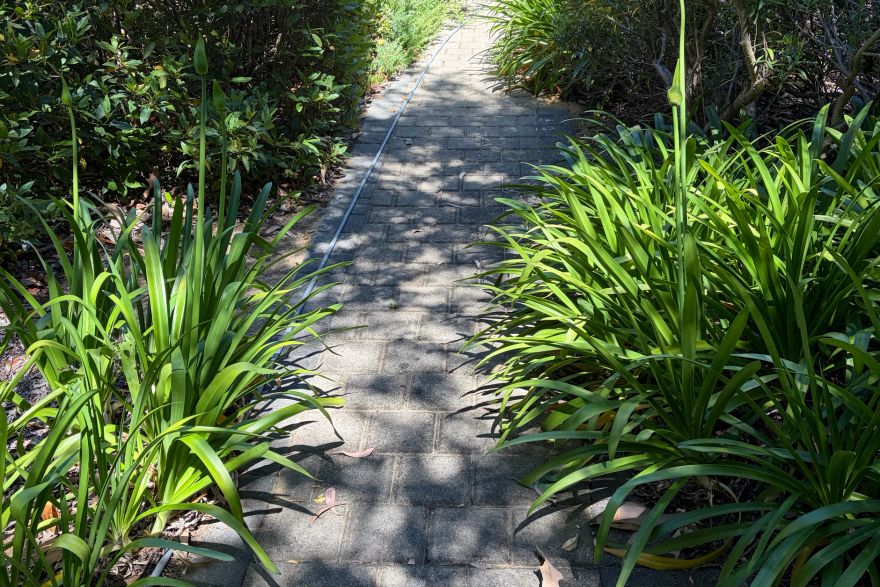 Before and after cleaning on brick pavers: before